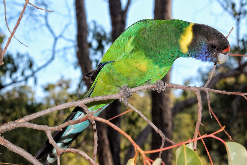 Australian 28 Ringneck Parrot Lesmurdie Falls National Park Mundy Perth Hills Western Australia