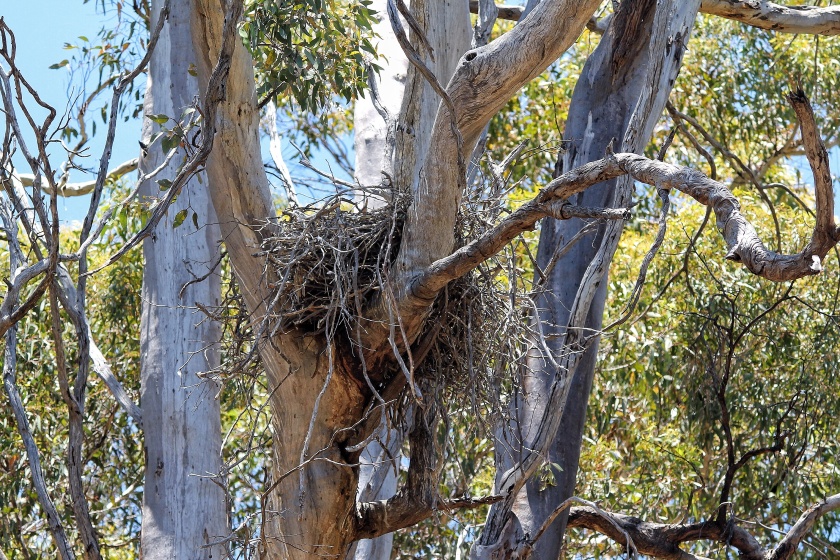 Whistling Kite Haliastur sphenurus Lesmurdie National Park Mundy Perth Hills