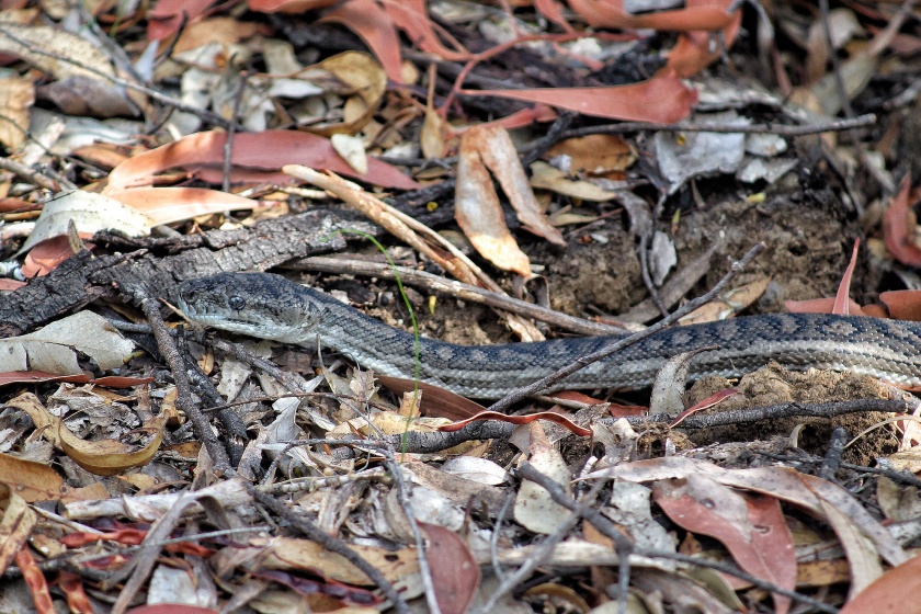 Southern Carpet Python Beelu National Park Perth Hills Western Australia
