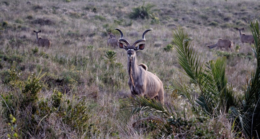 Kudu Bull iSimangaliso Wetland Park KwaZulu Natal South Africa