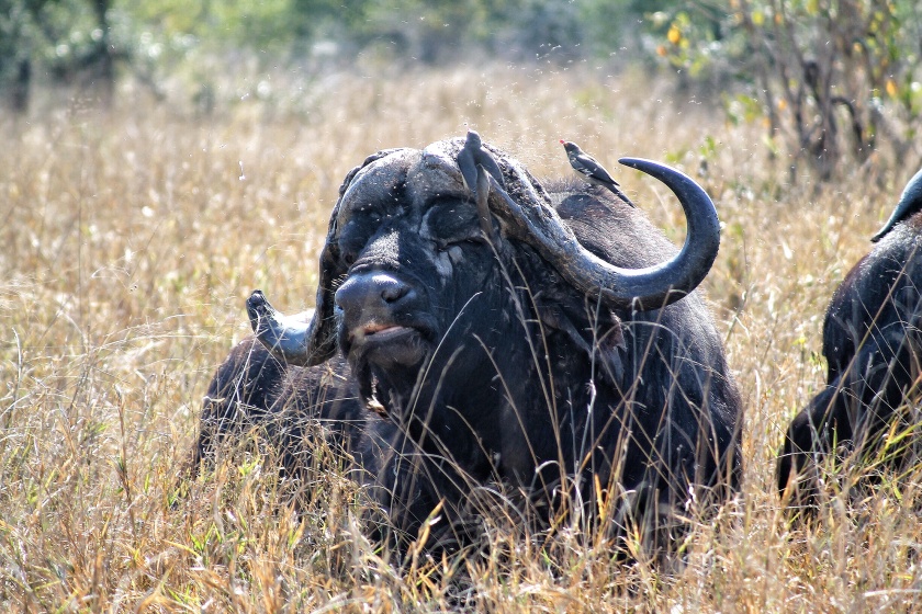African Buffalo Syncerus caffer Kruger National Park South Africa