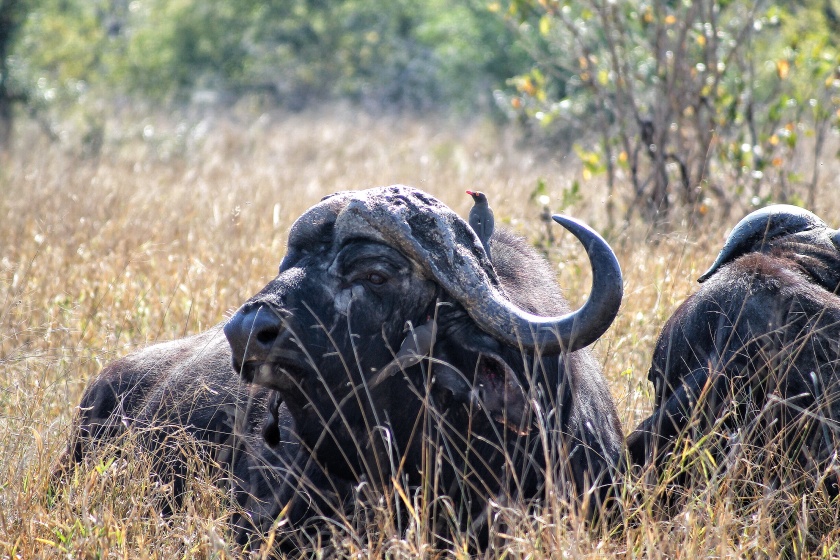 African Buffalo Cyncerus caffer Kruger National Park South Africa