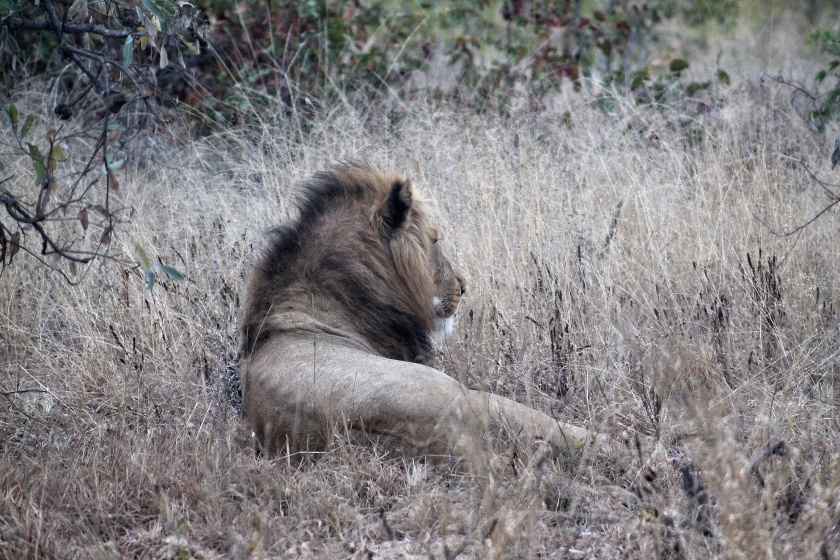 Lion Masorini Kruger National Park South Africa