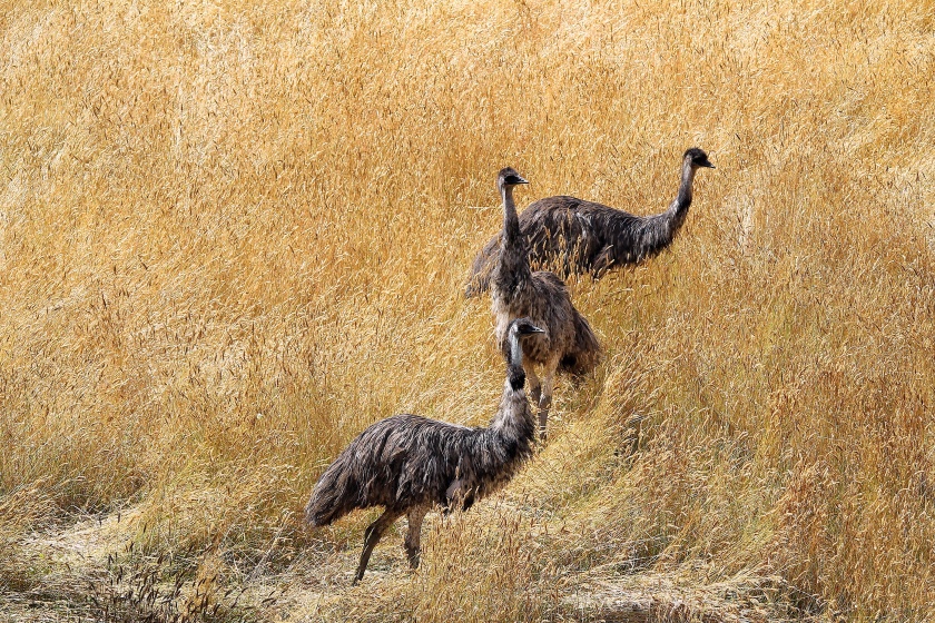 Emu Dromaius novaehollandiae Gloucester National Park Pemberton Western Australia