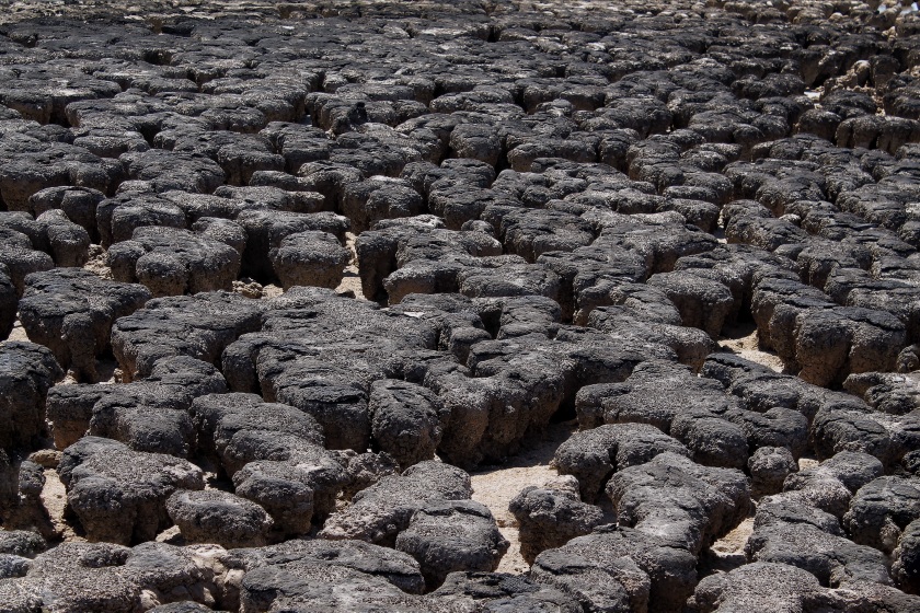 Stromatolites Cyanobacteria Hamelin Pool Shark Bay Western Australia