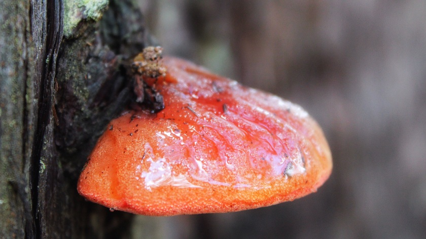 Beefsteak Fungus Fistulina spiculifera Numar Beelu NP Perth Hills Western Australia