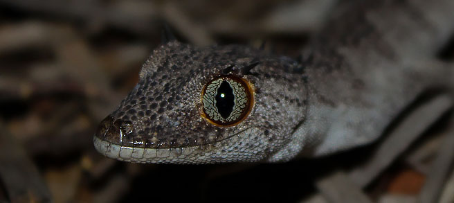 Northern Spiny-tailed Gecko Broome Bird Observatory Western Australia